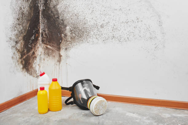 Best Local Mold Removal Service  in Mapleton, MN