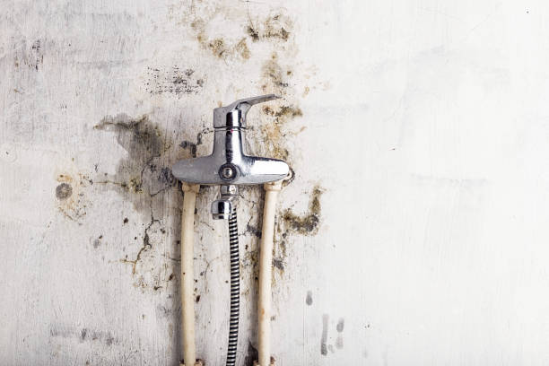Best Professional Mold Removal  in Mapleton, MN