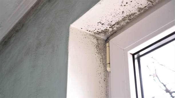 Best Attic Mold Removal  in Mapleton, MN