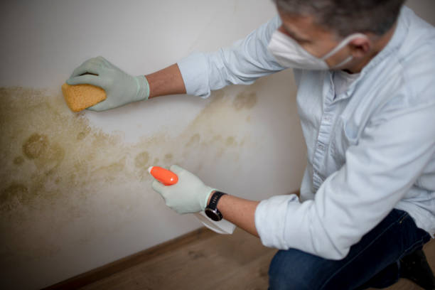 Best Crawl Space Mold Removal  in Mapleton, MN